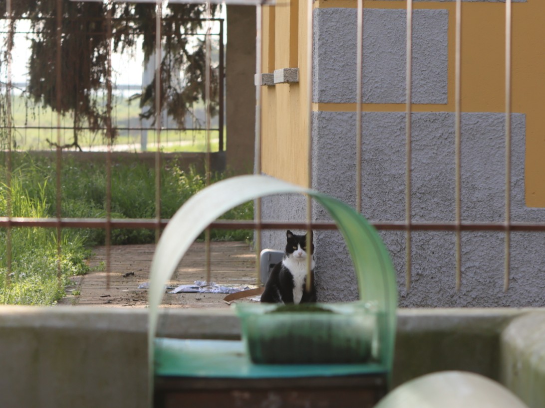Tutor colonie feline — SALVA LA ZAMPA ETS