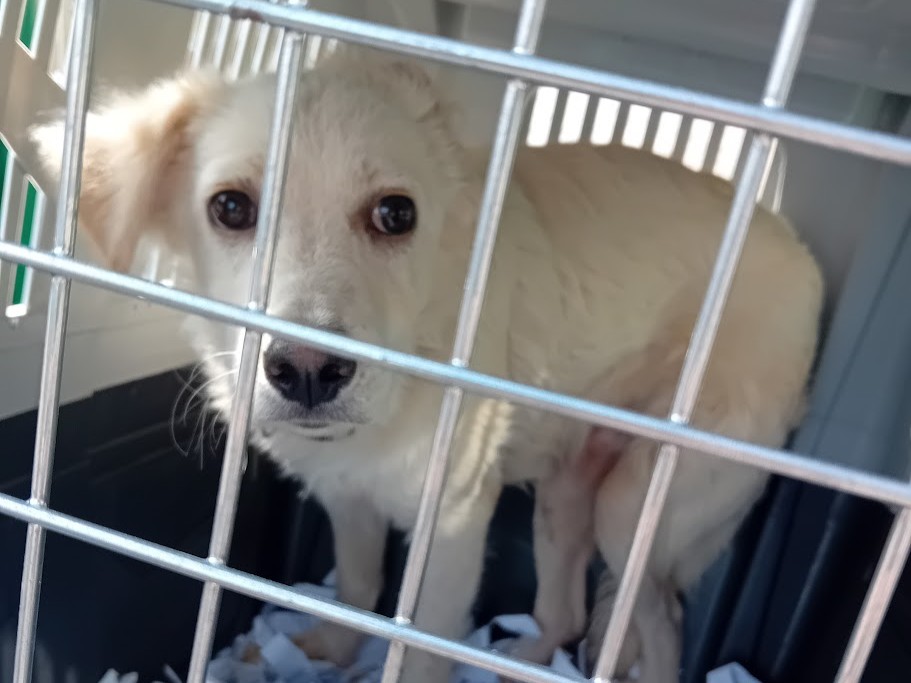 Dog Driver — SALVA LA ZAMPA ETS