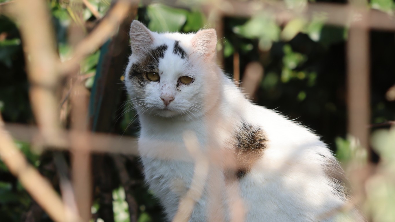 Gestione colonie feline — SALVA LA ZAMPA ETS